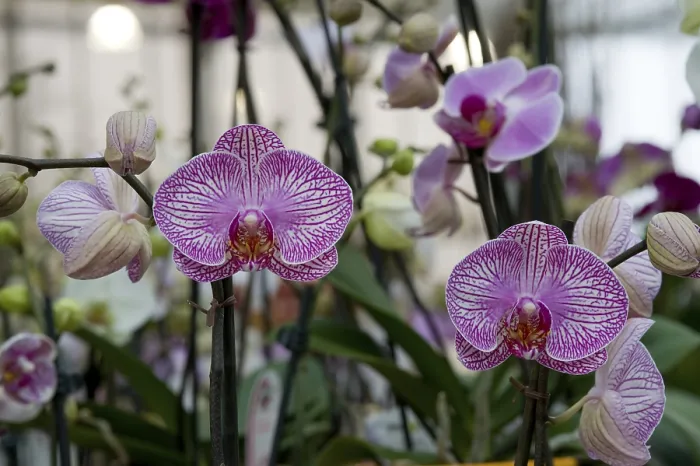 Gerahmter Druck : Orchids