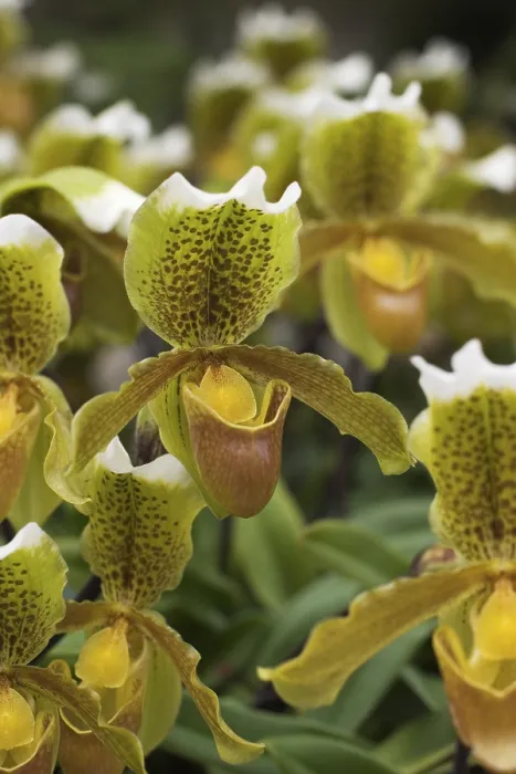 Gerahmter Druck : Orchideen - Madeira Gerahmter Druck : Orchideen - Madeira