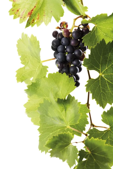 Gerahmter Druck : Biologischer Weinbergrebe Gerahmter Druck : Biologischer Weinbergrebe