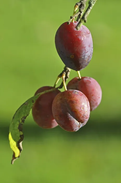 Gerahmter Druck : Bio-Plaumen, ungespritzt. Gerahmter Druck : Bio-Plaumen, ungespritzt.