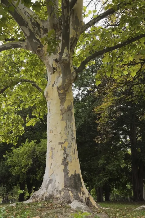 Gerahmter Druck : Orientalische Platane (Platanus orientalis) Gerahmter Druck : Orientalische Platane (Platanus orientalis)