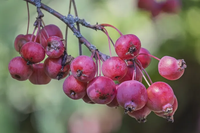 Gerahmter Druck : Schmuckapfel (Malus spec.) Gerahmter Druck : Schmuckapfel (Malus spec.)