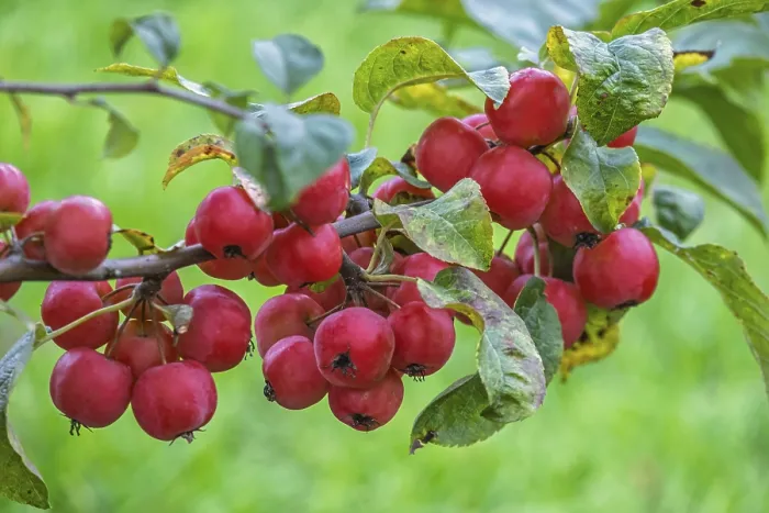 Gerahmter Druck : Zierapfelbaum (Malus spec) Gerahmter Druck : Zierapfelbaum (Malus spec)