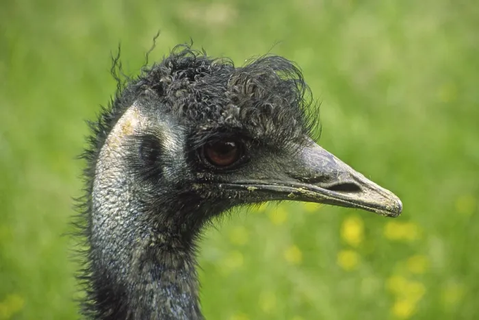 Gerahmter Druck : Ostrich