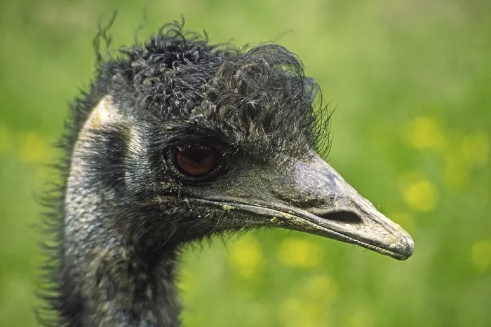 Gerahmter Druck : Ostrich Gerahmter Druck : Ostrich