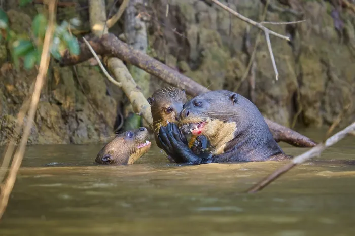 Gerahmter Druck : Zwei Otter im Wasser, die sich ansehen.
