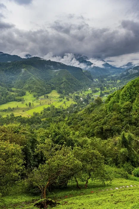 Gerahmter Druck : Übersehen Sie den Valle de Cocora. Gerahmter Druck : Übersehen Sie den Valle de Cocora.