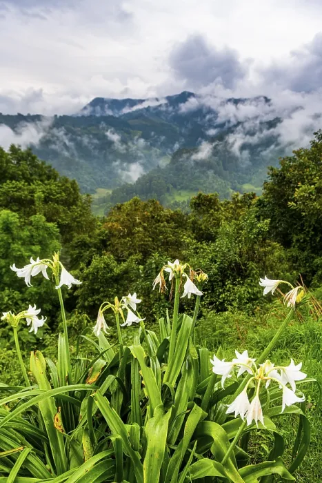 Gerahmter Druck : Übersehen Sie das Valle de Cocora. Gerahmter Druck : Übersehen Sie das Valle de Cocora.