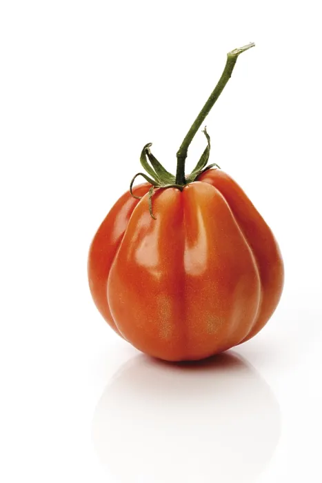 Gerahmter Druck : Oxherz-Tomate Gerahmter Druck : Oxherz-Tomate
