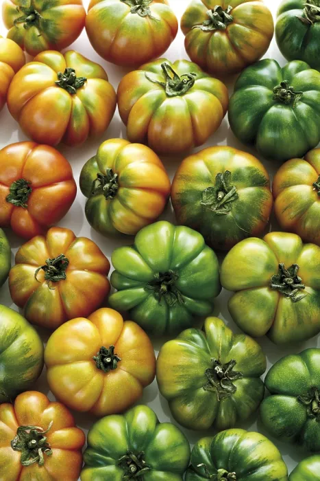 Gerahmter Druck : Oxheart-Tomaten Gerahmter Druck : Oxheart-Tomaten
