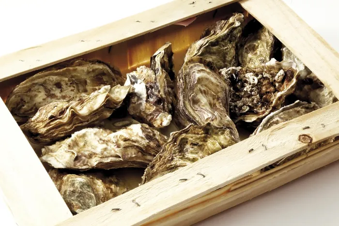 Gerahmter Druck : Oysters Gerahmter Druck : Oysters