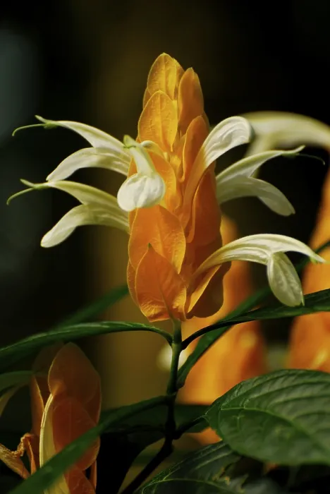 Gerahmter Druck : Pachystachys lutea Gerahmter Druck : Pachystachys lutea