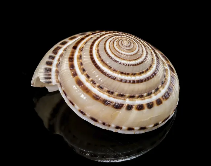 Gerahmter Druck : Pazifische Sonnenuhr-Shell (Architectonica perspectiva) Gerahmter Druck : Pazifische Sonnenuhr-Shell (Architectonica perspectiva)