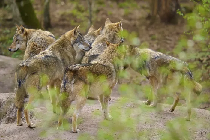 Gerahmter Druck : Packe Wölfe im Wald, stehen eng beieinander. Gerahmter Druck : Packe Wölfe im Wald, stehen eng beieinander.