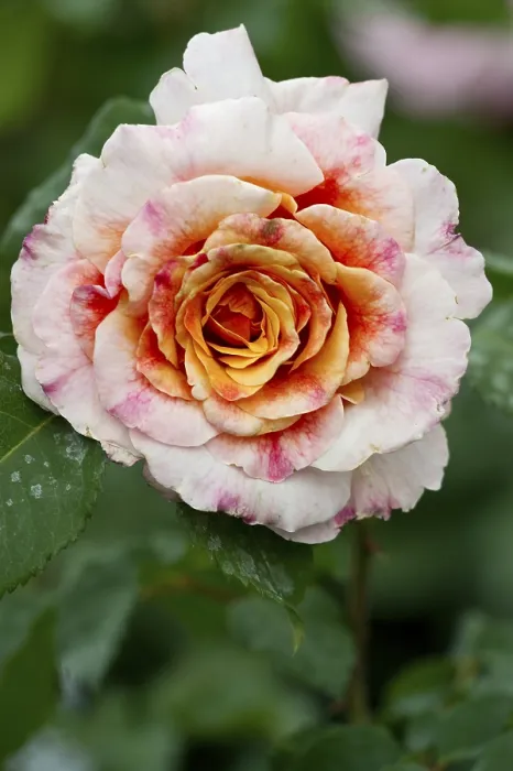 Gerahmter Druck : Malerin Rose (Rosa), Delbard Gerahmter Druck : Malerin Rose (Rosa), Delbard