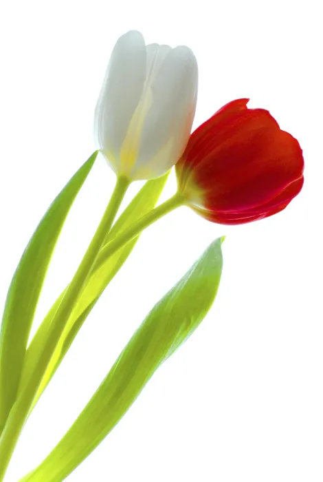 Gerahmter Druck : Tulpenpaar Gerahmter Druck : Tulpenpaar