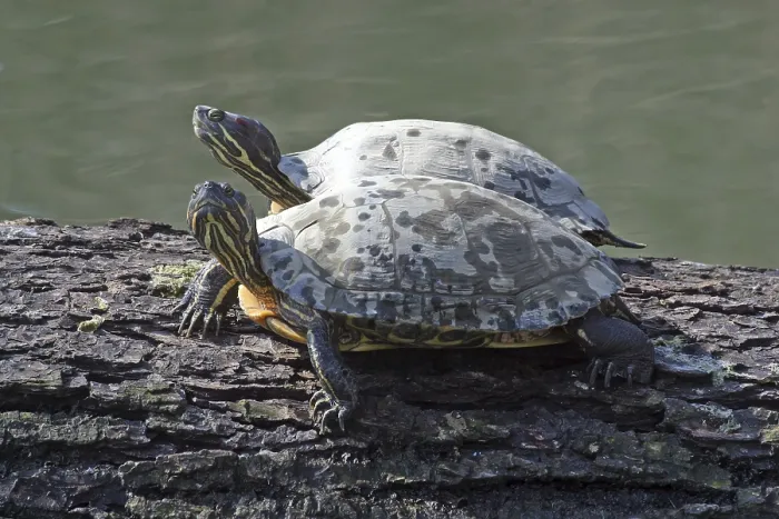 Gerahmter Druck : Ein Paar Schildkröten. Gerahmter Druck : Ein Paar Schildkröten.