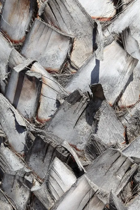 Gerahmter Druck : Palme, Rinde, Detail Gerahmter Druck : Palme, Rinde, Detail