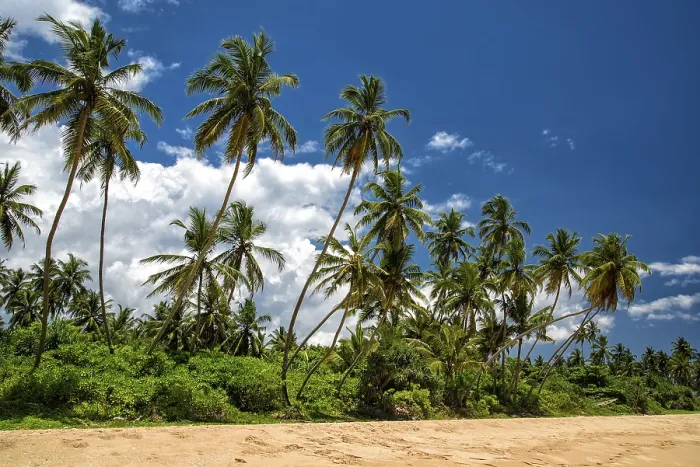 Gerahmter Druck : Palm Beach Gerahmter Druck : Palm Beach
