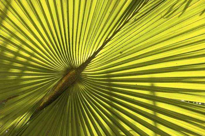 Gerahmter Druck : Palmblatt. Palmenblatt Gerahmter Druck : Palmblatt. Palmenblatt