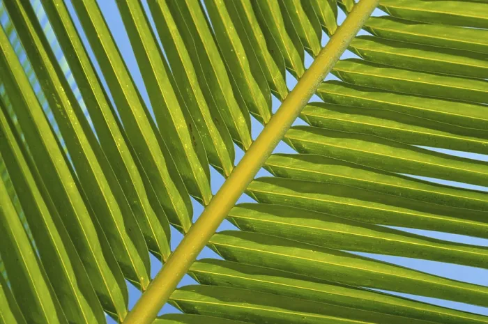 Gerahmter Druck : Palmblatt. Palmenblatt Gerahmter Druck : Palmblatt. Palmenblatt