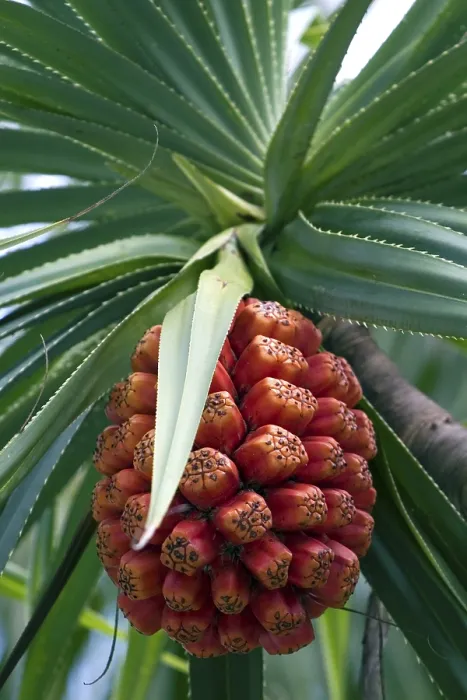 Gerahmter Druck : Palme mit Früchten Gerahmter Druck : Palme mit Früchten