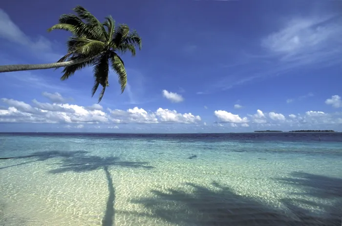 Gerahmter Druck : Palmen wachsen am Strand. Gerahmter Druck : Palmen wachsen am Strand.