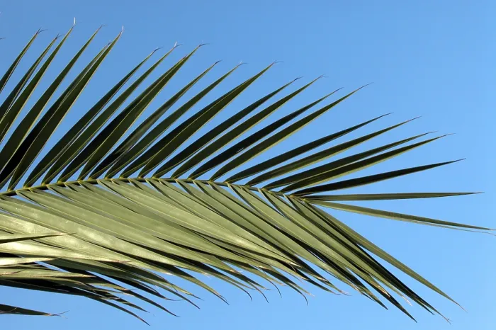 Gerahmter Druck : Palmenblatt Gerahmter Druck : Palmenblatt