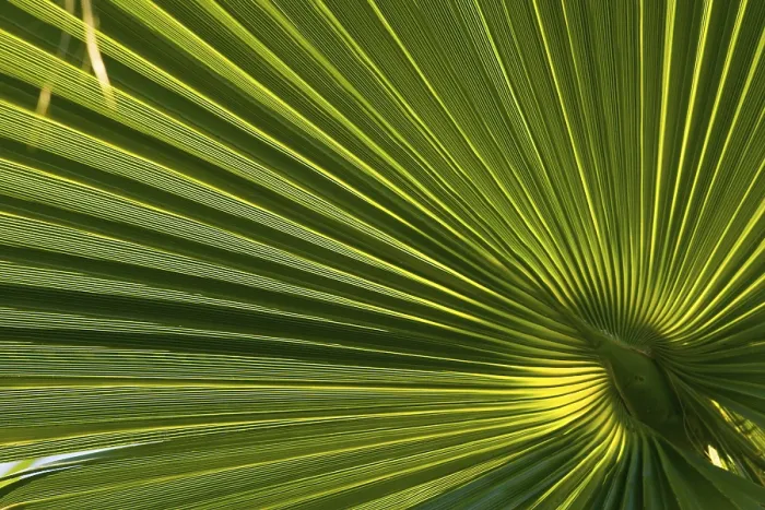 Gerahmter Druck : Palmblatt, Detail. Gerahmter Druck : Palmblatt, Detail.