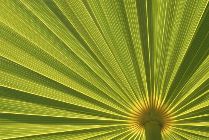 Gerahmter Druck : Palmblatt (Arecaceae) Gerahmter Druck : Palmblatt (Arecaceae)