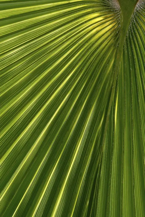 Gerahmter Druck : Palmenblatt, Arecaceae Gerahmter Druck : Palmenblatt, Arecaceae