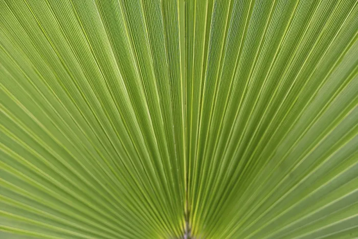 Gerahmter Druck : Palmblatt (Arecaceae), Hintergrund. Gerahmter Druck : Palmblatt (Arecaceae), Hintergrund.