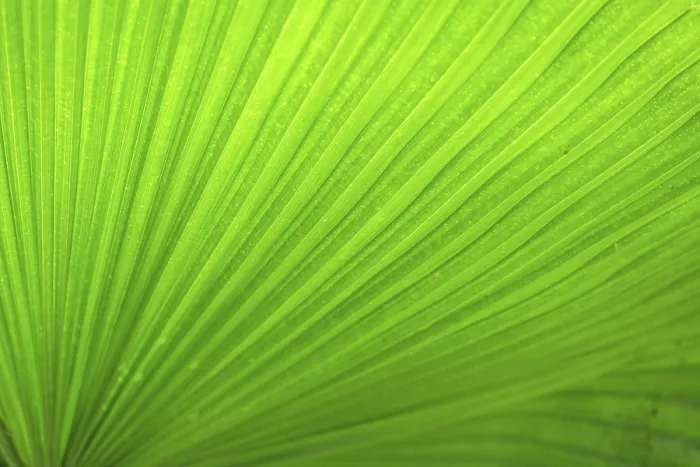 Gerahmter Druck : Ein Detail einer Palmenblatt, Cahuita.