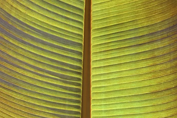 Gerahmter Druck : Palmenblatt, Palme Gerahmter Druck : Palmenblatt, Palme
