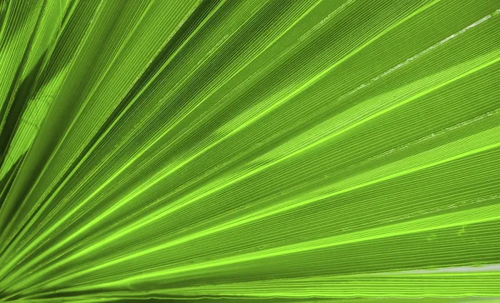 Gerahmter Druck : Palmblatt-Textur für Hintergrund. Gerahmter Druck : Palmblatt-Textur für Hintergrund.
