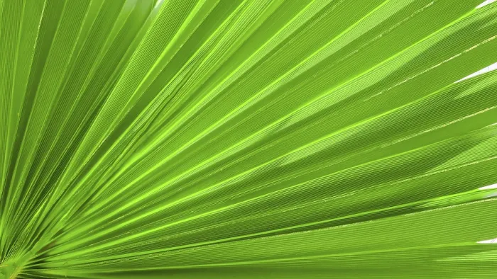 Gerahmter Druck : Palmblatt-Textur für Hintergrund. Gerahmter Druck : Palmblatt-Textur für Hintergrund.