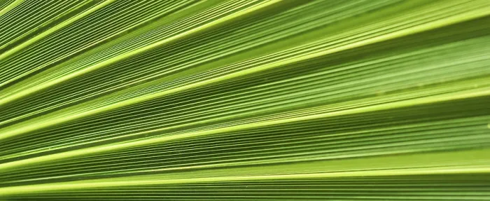 Gerahmter Druck : Palmblatt-Textur für Hintergrund. Gerahmter Druck : Palmblatt-Textur für Hintergrund.