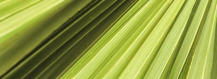 Gerahmter Druck : Palmblatt-Textur für Hintergrund. Gerahmter Druck : Palmblatt-Textur für Hintergrund.