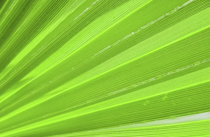 Gerahmter Druck : Palmblatt-Textur für Hintergrund Gerahmter Druck : Palmblatt-Textur für Hintergrund