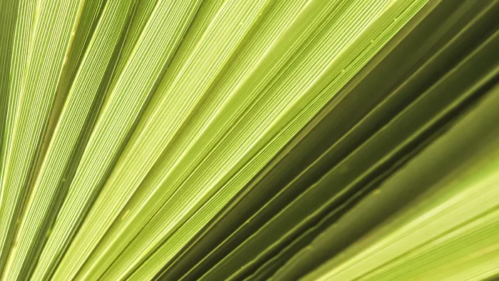 Gerahmter Druck : Palmblatt-Textur für Hintergrund Gerahmter Druck : Palmblatt-Textur für Hintergrund