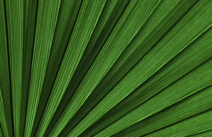 Gerahmter Druck : Blattspitze der Palme