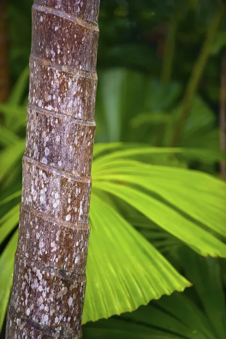Gerahmter Druck : Palm, Palmenstamm, Baumstamm, Detail. Gerahmter Druck : Palm, Palmenstamm, Baumstamm, Detail.