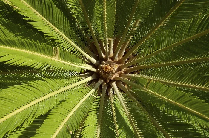 Gerahmter Druck : Palmenbaum von unten. Gerahmter Druck : Palmenbaum von unten.