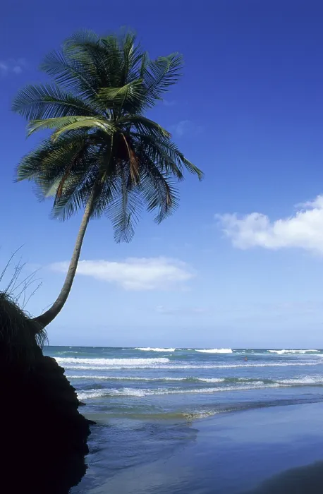 Gerahmter Druck : Palmenbaum am Strand von Blanchisseuse Gerahmter Druck : Palmenbaum am Strand von Blanchisseuse