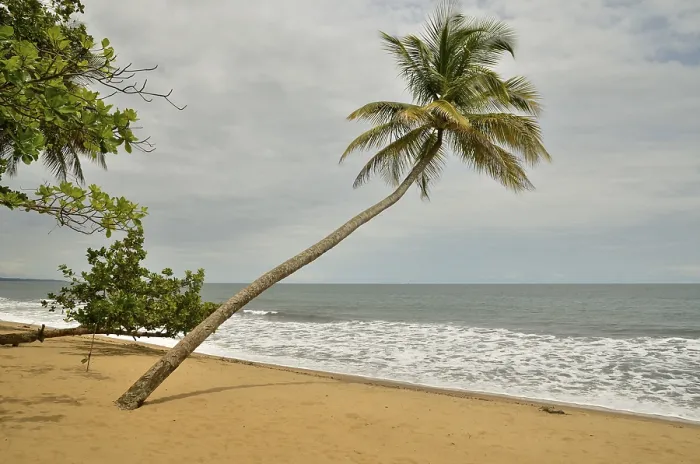 Gerahmter Druck : Palmengewächs am Strand in Kribi. Gerahmter Druck : Palmengewächs am Strand in Kribi.