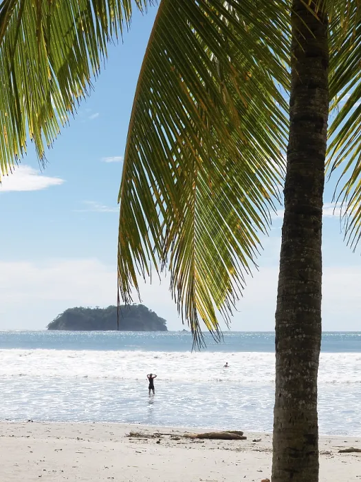 Gerahmter Druck : Palmenbaum am Strand, Playa Samara. Gerahmter Druck : Palmenbaum am Strand, Playa Samara.