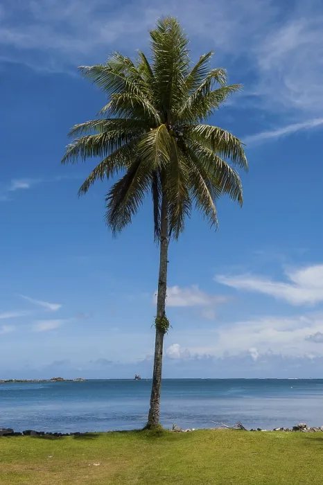Gerahmter Druck : Palmenbaum am Strand, Pohnpei, Mikronesien. Gerahmter Druck : Palmenbaum am Strand, Pohnpei, Mikronesien.