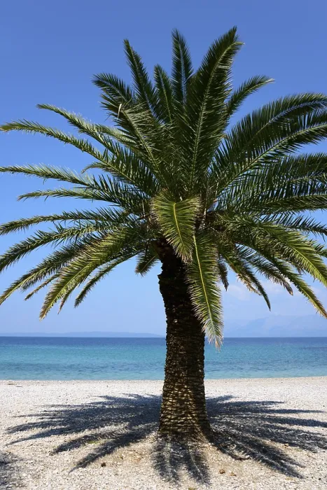 Gerahmter Druck : Palmenbaum auf der Strand von Trpanj. Gerahmter Druck : Palmenbaum auf der Strand von Trpanj.