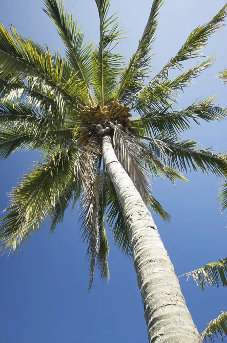 Gerahmter Druck : Palmenbaum vor einem blauen Himmel. Gerahmter Druck : Palmenbaum vor einem blauen Himmel.