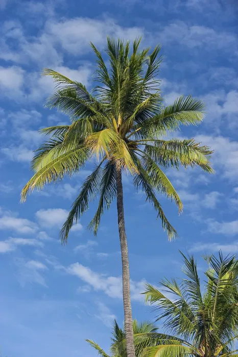 Gerahmter Druck : Palmenbaum vor blauem Himmel. Gerahmter Druck : Palmenbaum vor blauem Himmel.